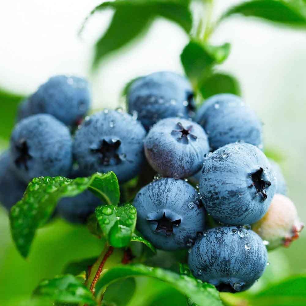 Blueberry Fresh Fruit Seeds for Your Garden Planting Outdoors – 500 Pcs Blueberries Fresh Fruit Seeds