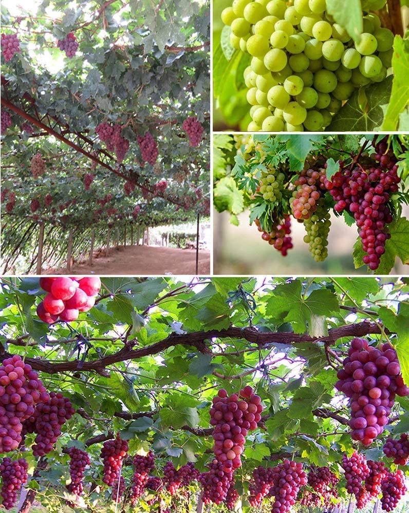 100+ Grape Seeds Vine Fruit Seed Fruit Plant Home Garden Non-GMO