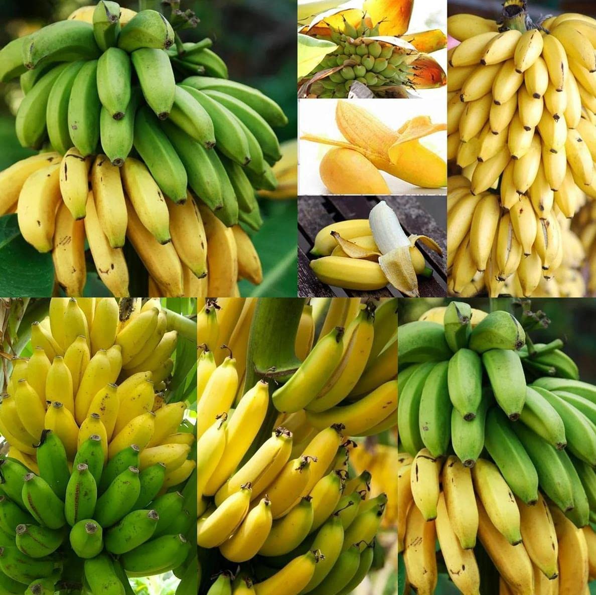 200+ Banana Seeds Dwarf Tree Bonsai Fruit Decor Home Gardening Planting