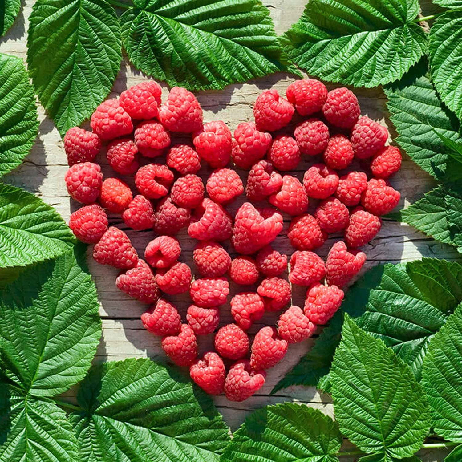 Delicious Red Raspberry 2000 Seeds – Made in USA – All Natural Grown – Ready for Planting