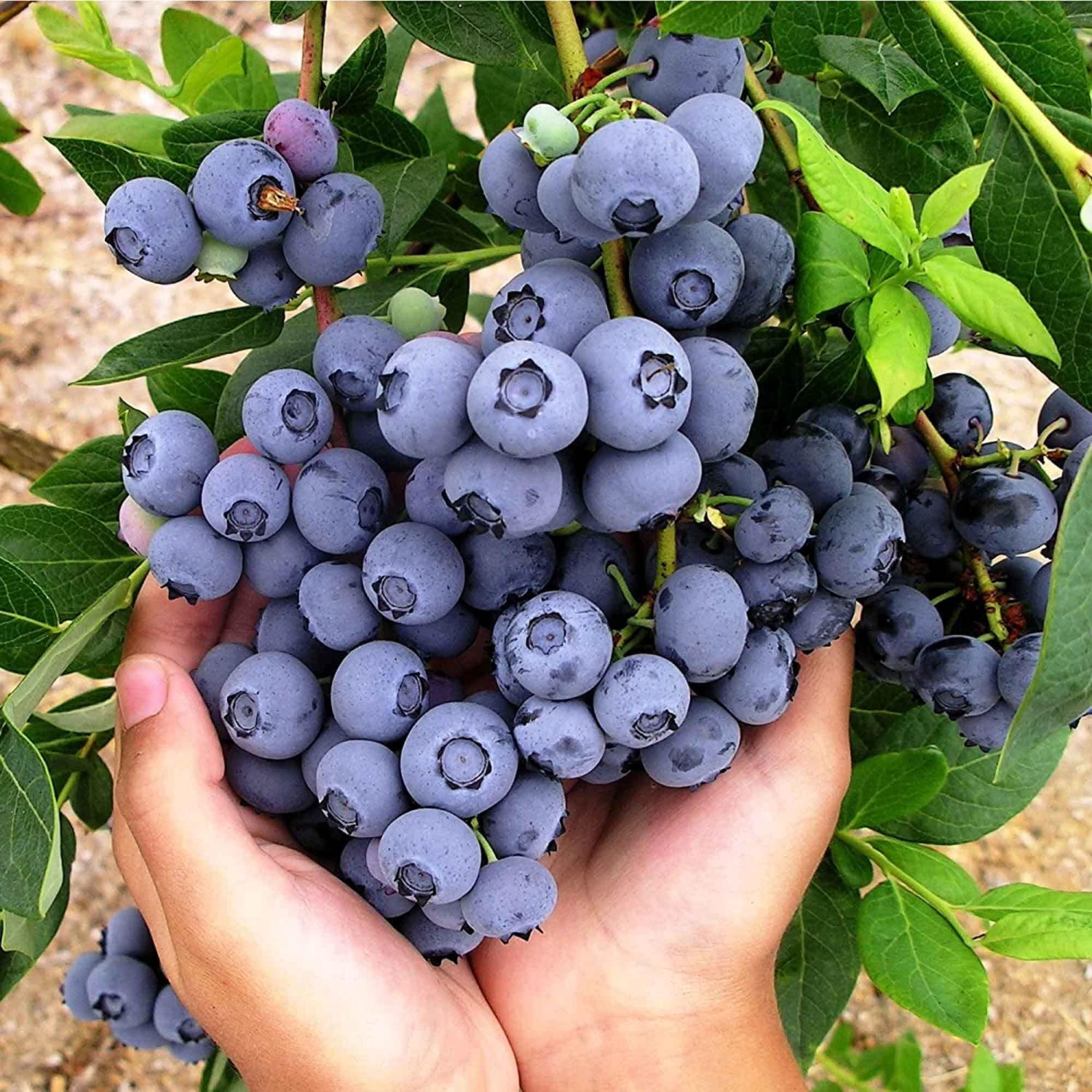 Blueberry Fresh Fruit Seeds for Your Garden Planting Outdoors – 500 Pcs Blueberries Fresh Fruit Seeds