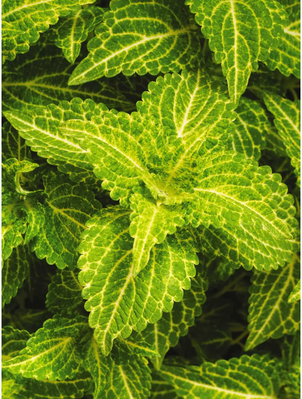 Coleus, Electric Lime