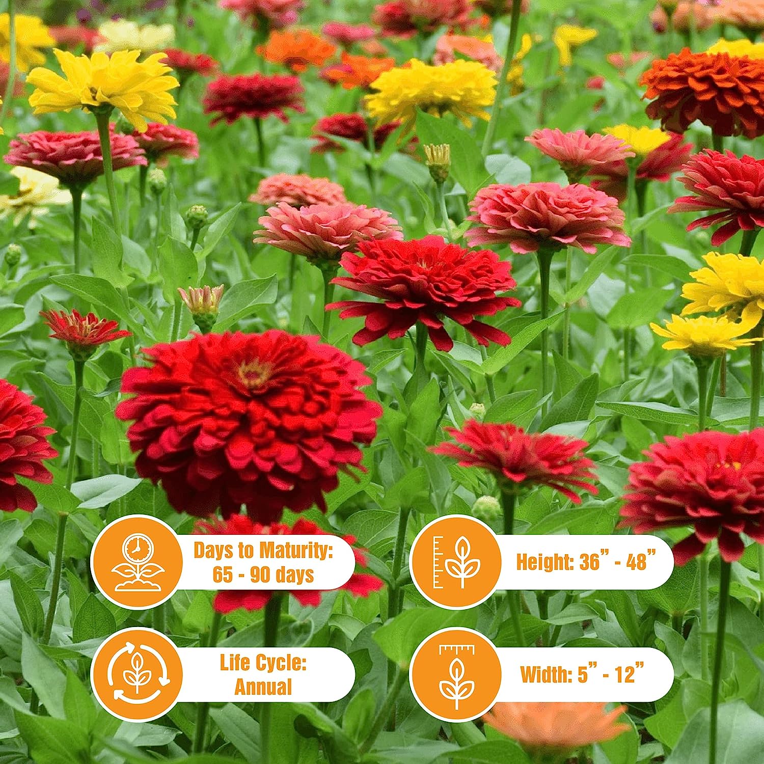 50 California Giant Zinnia Seeds – Non GMO Heirloom Giant Zinnia Seeds for Planting Outdoors – Garden Plant – Giant Zinnia Seeds – Zinnia Seeds for Planting Outdoors – Zinnias Seeds for Planting