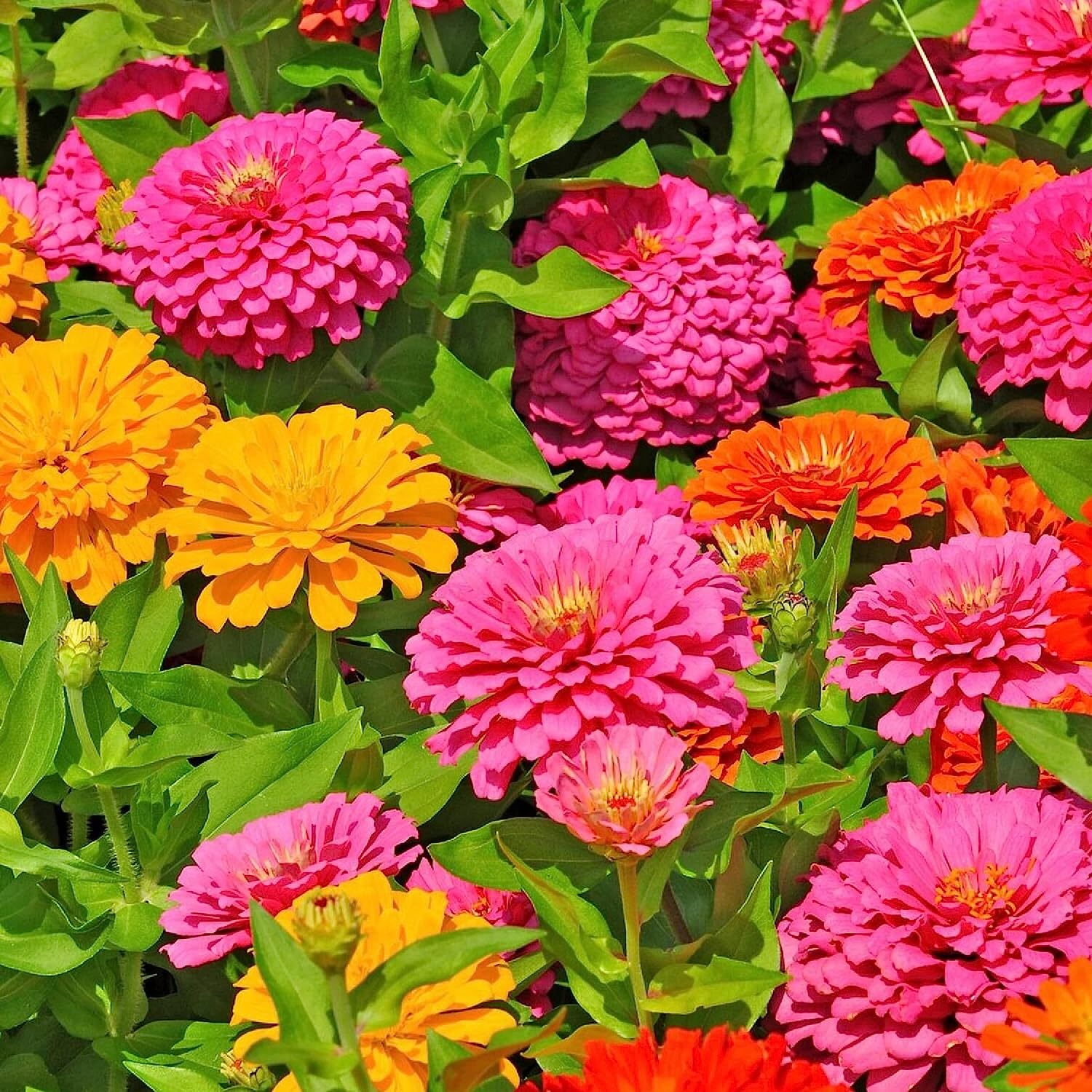 50 California Giant Zinnia Seeds – Non GMO Heirloom Giant Zinnia Seeds for Planting Outdoors – Garden Plant – Giant Zinnia Seeds – Zinnia Seeds for Planting Outdoors – Zinnias Seeds for Planting